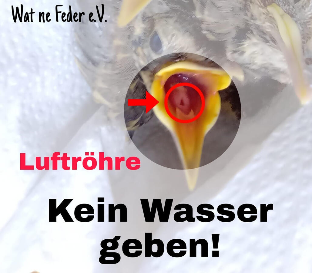 Luftröhre eines Vogels erklärt. (Zum ansehen anklicken)